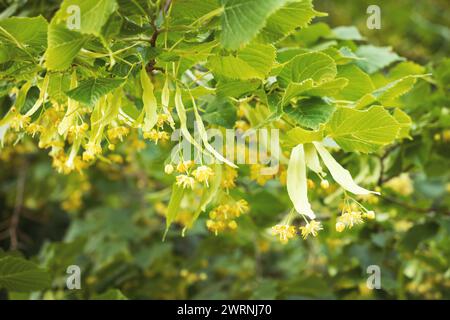 Fiori in fiore di tiglio lievitato (Tilia cordata). Ramo coperto con fiore giallo utilizzato per la preparazione di tè erboristeria. Schiena naturale Foto Stock
