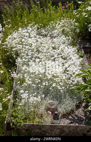 Molti fiori bianchi fioriscono su una vecchia tomba. Solo le vecchie candele e un posto al cimitero ricordano, c'è qualcuno che riposa. Chiesa di Ognissanti, Foto Stock