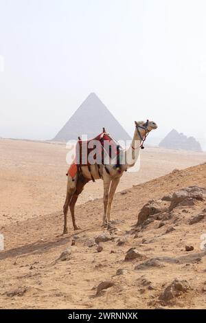 Cairo Giza, Egitto - 24 ottobre 2024 - giro in cammello nel deserto del Sahara. Foto di un beduino e del suo cammello vicino alle piramidi di Giza su un beauti Foto Stock