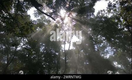 La luce del sole filtra tra tra gli alberi, illuminando il fogliame e l'erba Foto Stock