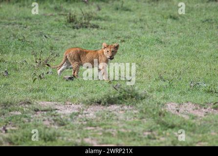 Cub di leone africano (Panthera leo) Foto Stock