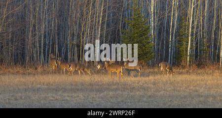 Cervi dalla coda bianca che pascolano ai margini della foresta in una serata di marzo nel Wisconsin settentrionale. Foto Stock