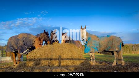 Lauder, Scottish Borders, Regno Unito. 13 marzo 2024. Un gruppo di cavalli si riunisce per mangiare fieno mentre il sole della sera splende a Lauder, nei confini scozzesi. Foto Credit: phil wilkinson/Alamy Live News Foto Stock