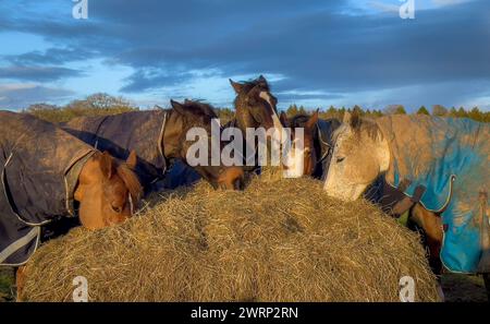 Lauder, Scottish Borders, Regno Unito. 13 marzo 2024. Un gruppo di cavalli si riunisce per mangiare fieno mentre il sole della sera splende a Lauder, nei confini scozzesi. Foto Credit: phil wilkinson/Alamy Live News Foto Stock