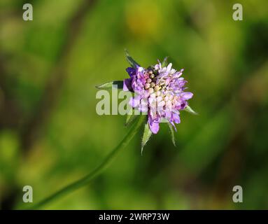 Primavera. Oeiras, Portogallo. Fiori primaverili selvatici. Fiori a guscio o Scabios - (Scabiosa columbaria) che crescono in un ambiente naturale. Dipsacaceae Foto Stock