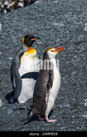 Australia, Tasmania, Isola di Macquarie, Sandy Bay (UNESCO), pinguino Re (Aptenodytes patagonica) e pinguino reale (Eudyptes schlegeli) sulla spiaggia. Foto Stock