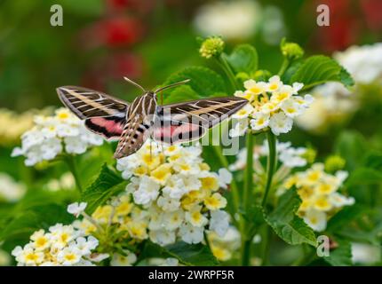 Una Sfinge Moth rivestita di bianco che pollina in un bellissimo giardino di fiori bianchi di Lantana con ali aperte colorate. Foto Stock