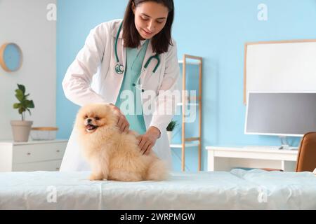 Veterinaria femminile che esamina il cane Pomerania carino in clinica Foto Stock