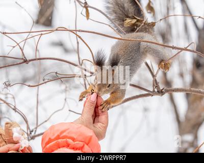 Ragazza alimenta uno scoiattolo con i dadi in un parco d'autunno. Lo scoiattolo mangia i dadi da ragazze mano. Foto Stock