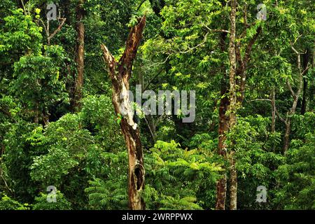 Un individuo femminile di carpino annodato (Rhyticeros cassidix), è avvistato mentre si trova su un albero morto in un'area vegetata vicino al Monte Tangkoko e al Monte Duasudara a Bitung, Sulawesi settentrionale, Indonesia. Un rapporto di un team di scienziati guidati da Marine Joly, basato su una ricerca condotta dal 2012 al 2020, ha rivelato che la temperatura aumenta fino a 0,2 gradi Celsius all'anno nella foresta di Tangkoko, e anche l'abbondanza complessiva di frutta è diminuita. "Gran parte della percezione pubblica degli effetti della crisi climatica è legata a scenari calcolati per il 2050 e oltre. Eppure... Foto Stock