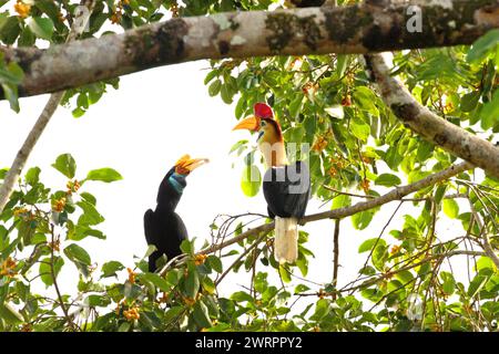 Carnacei bussati (Rhyticeros cassidix), una coppia, foraggio su un albero di fico fruttato in un'area vegetata vicino al Monte Tangkoko e al Monte Duasudara (Dua Saudara) a Bitung, Sulawesi settentrionale, Indonesia. Un rapporto di un team di scienziati guidati da Marine Joly, basato su una ricerca condotta dal 2012 al 2020, ha rivelato che la temperatura aumenta fino a 0,2 gradi Celsius all'anno nella foresta di Tangkoko, e anche l'abbondanza complessiva di frutta è diminuita. "Gran parte della percezione pubblica degli effetti della crisi climatica è legata a scenari calcolati per il 2050 e oltre. Eppure gli effetti di... Foto Stock