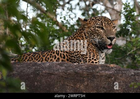 Leopard in Yala National Park, Sri Lanka Foto Stock