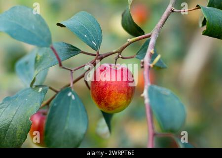 In India, la giuggiola viene coltivata solo per alcuni mercati di nicchia. Il jujube contiene potassio, fosforo, manganese, calcio come principali minerali. Prugna o b Foto Stock