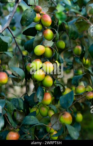 BER o jujube, prugne indiane, noto anche come jujujube o mela ber, è un frutto dolce, leggermente croccante. Frutti, semi e foglie delle piante giuggiole sono di valore Foto Stock