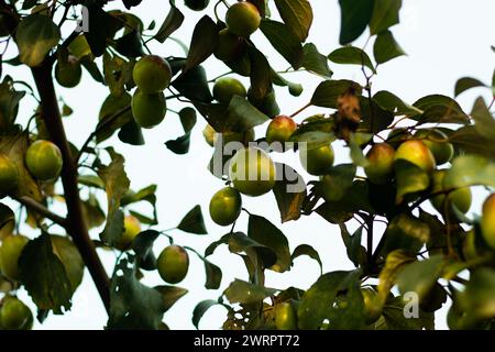 Prugna eccellente fonte di diversi antiossidanti. Ziziphus mauritiana, noto anche come jujube indiano, prugna indiana data cinese e mela cinese. BER è A. Foto Stock