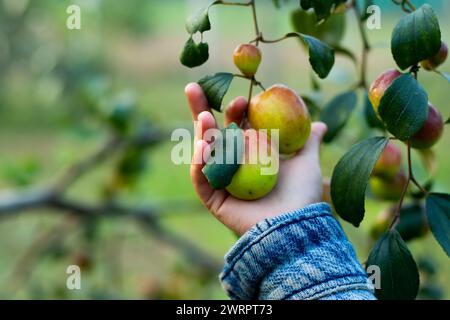 Il bambino tiene in mano molti giuggioli o prugne indiane. BER o jujube, prugne indiane, noto anche come jujujube o mela ber, è un frutto dolce, leggermente croccante. Foto Stock