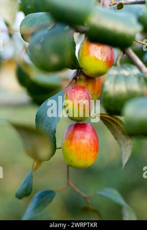 Il colorato jujube dolce, prugna, è coltivato in Asia. I benefici della jujujube derivano da diversi composti antiossidanti, acidi triterpenici, flavon primario Foto Stock