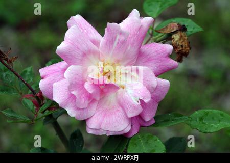 Rosa 'Old Blush' produce aggraziati ammassi di delicati fiori rosa Foto Stock