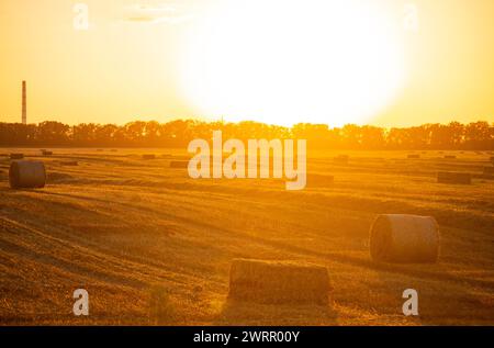Balle quadrate rotonde di paglia di grano secco pressata sul campo dopo la raccolta. La sera di sole d'estate, l'alba del tramonto. Balle da campo di frumento pressato. Lavori di raccolta industriale agro-agro. Agricoltura paesaggio agricolo Foto Stock