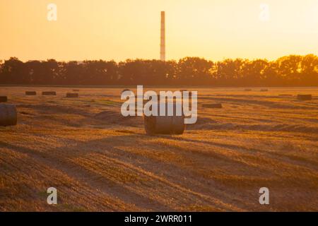 Balle quadrate rotonde di paglia di grano secco pressata sul campo dopo la raccolta. La sera di sole d'estate, l'alba del tramonto. Balle da campo di frumento pressato. Lavori di raccolta industriale agro-agro. Agricoltura paesaggio agricolo Foto Stock