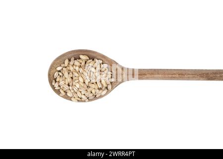 un piccolo mucchio di orzo su un cucchiaio di legno Foto Stock