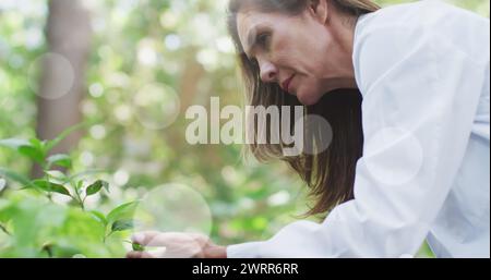 Punti di luce contro scienziata donna anziana caucasica che esamina le piante nel giardino Foto Stock