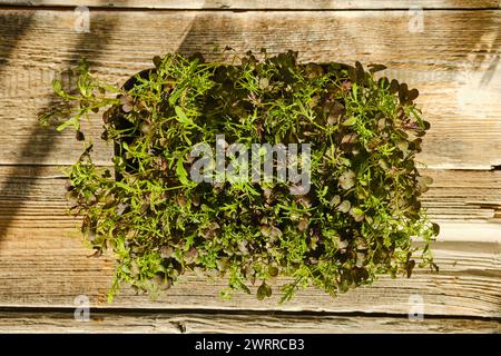 Vista dall'alto del vassoio con germogli di rucola fresca su sfondo in legno Foto Stock