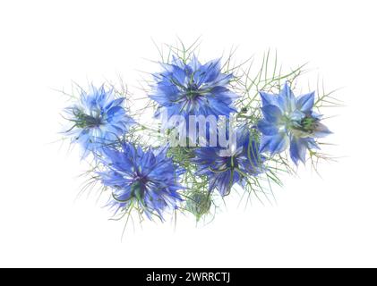 Nigella Damascena fiori isolati su sfondo bianco. Messa a fuoco selettiva. Vista dall'alto Foto Stock