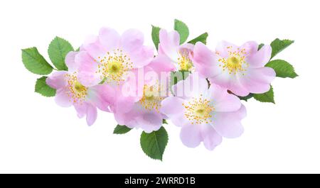 Rose rosa chiaro con foglie verdi isolate su sfondo bianco. Rosa Canina. Foto Stock