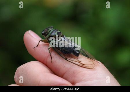 Una cicada dog-day al dito della persona Foto Stock
