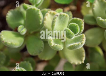 Un primo piano della zampa dell'orso, Cotyledon tomentosa Foto Stock