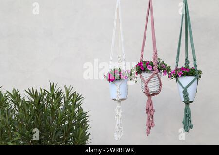 tre grucce per piante con fiori primaverili in diversi colori contro pareti grigie Foto Stock