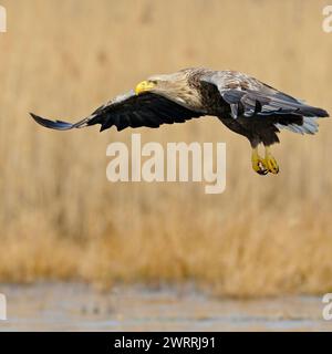 Aquila dalla coda bianca / aquila di mare ( Haliaeetus albicilla ) in volo, impressionante adulto con un enorme becco giallo, occhi affilati e potenti artigli, il più grande n Foto Stock