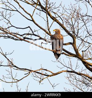 Baum im... Seeadler Haliaeetus albicilla ruht auf einem AST, sichert die Umgebung, hält Ausschau, ausgefärbter, erfahrener Altvogel, größter heimischer Greifvogel, Adler, heimische Vogelwelt, Tierwelt, Natur in Europa *** Aquila dalla coda bianca / Aquila di mare Haliaeetus albicilla arroccato in alto in un albero, situazione tipica, fauna selvatica, Europa. Meclemburgo-Vorpommern Deutschland, Europa Foto Stock