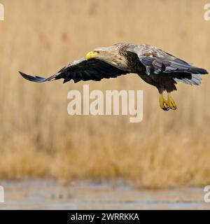 Beeindruckende Beobachtung... Seeadler Haliaeetus albicilla in Seinem typischen Lebensraum, im Flug über ein Gewässer, wunderschön ausgefärbter Altvogel mit mächtigem gelben Schnabel, scharfem Blick und kräftigen Fängen, heimische Vogelwelt, ti Aquila dalla coda bianca / Aquila di mare Haliaeetus albicilla in volo, adulto impressionante con un enorme becco giallo, occhi affilati e potenti artigli il più grande rapace autoctono in un ambiente tipico, sorvolando l'acqua aperta, circondato da canne dorate, habitat selvaggio, in Europa. Meclemburgo-Vorpommern Deutschland, Europa Foto Stock