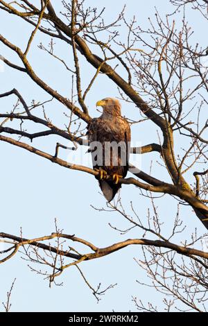 Baum im... Seeadler Haliaeetus albicilla ruht auf einem AST, sichert die Umgebung, hält Ausschau, ausgefärbter, erfahrener Altvogel, größter heimischer Greifvogel, Adler, heimische Vogelwelt, Tierwelt, Natur in Europa *** Aquila dalla coda bianca / Aquila di mare Haliaeetus albicilla arroccato in alto in un albero, situazione tipica, fauna selvatica, Europa. Meclemburgo-Vorpommern Deutschland, Europa Foto Stock