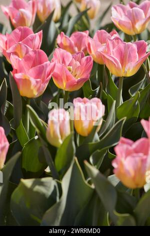 Tulip Tom Pouce fiori e campo alla luce del sole primaverile Foto Stock