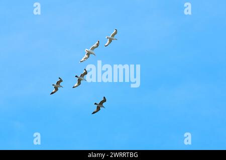 Maestosi grandi gabbiani baltici che volano in un cielo estivo azzurro, grandi uccelli marini con dorso nero che riflettono l'unità e l'armonia con il movimento sincronizzato simb Foto Stock