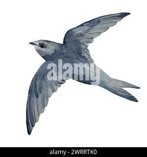 Uccello rapido che vola isolato su sfondo bianco. Illustrazione ad acquerello disegnata a mano. Per la progettazione di schede, imballaggi Foto Stock