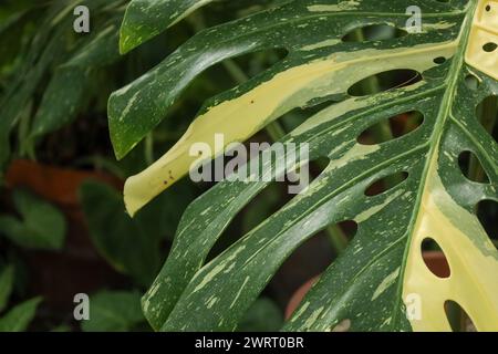Un primo piano di una foglia verde e gialla di Monstera Foto Stock