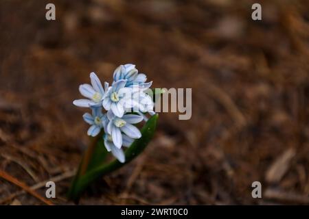 Un primo piano di squill a righe, Puschkinia scilloides Foto Stock
