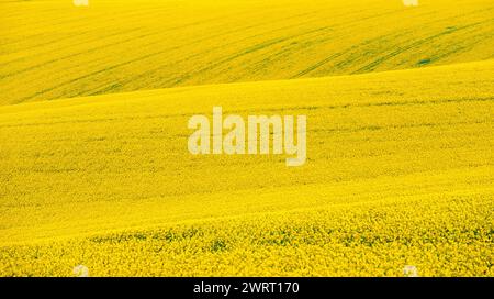 Splendido paesaggio naturale con campi di colza gialli in Moravia, Repubblica Ceca Foto Stock