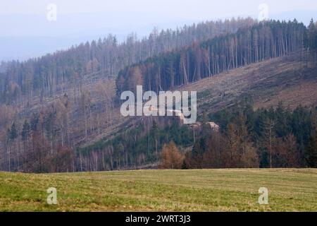 Thueringer Wald 10.03.2024, Herschdorf, Stadt Grossbreitenbach, der Thueringer Wald Hat sehr gelitten, viele Baeume wurden gefaellt, die dem Borkenkaefer und der Trockenheit zum Opfer gefallen sind - das Holz / die Baumstaemme liegen gestapelt auf dem Waldboden ***** Turingian Forest, Herssenschdorf 10.03.2024, città di Grossbreitenbach, la foresta della Turingia ha sofferto molto, sono stati abbattuti molti alberi, vittime del coleottero della corteccia e della siccità, del bosco che i tronchi degli alberi si trovano impilati sul fondo della foresta Foto Stock