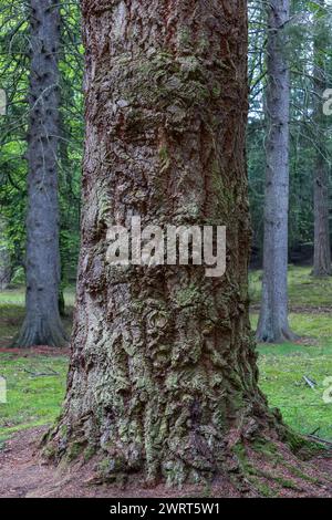 Primo piano di un tronco di albero in una foresta scozzese, che mostra un intricato motivo di muschio e licheni che ricoprono la sua corteccia aspra. Il fitto backgroun della foresta Foto Stock