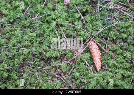 Thueringer Wald 10.03.2024, Neuhaus am Rennweg, Moos und Tannzapfen am Waldboden *** Foresta della Turingia 10 03 2024, Neuhaus am Rennweg, muschio e coni di pino sul fondo della foresta Foto Stock