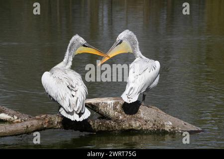 Pellicani dalmati su un tronco d'albero Foto Stock
