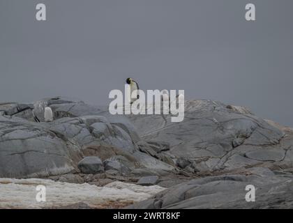 Penguin Emperor (Aptenodytes forsteri), un adulto solitario tra una colonia Gentoo sull'isola di Pleneau, nell'Antartide Peninsulare, gennaio 2024 Foto Stock