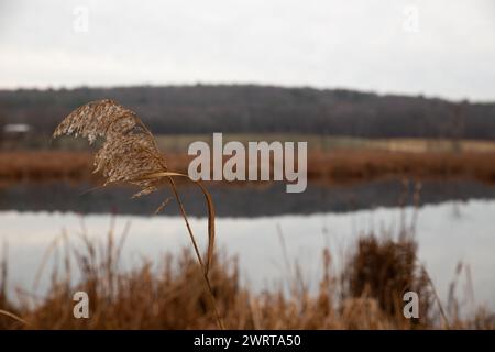 Canna comune nel vento a Ipswich Foto Stock