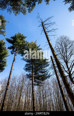 Alberi di pino nella foresta sulla pista di Ruhrhoehenweg nelle montagne Ardey vicino a Wetter sul fiume Ruhr, Renania settentrionale-Vestfalia, Germania. Kiefern im Foto Stock