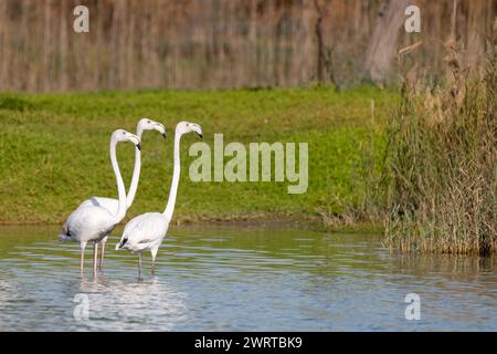 Tre più grandi fenicotteri (phoenicopterus roseus) che si trovano vicini l'uno all'altro presso il lago al Qudra di Dubai, Emirati Arabi Uniti. Foto Stock